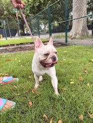 Found/Stray Male Dog last seen Near avenue southwest 10 street, Miami, FL 33135