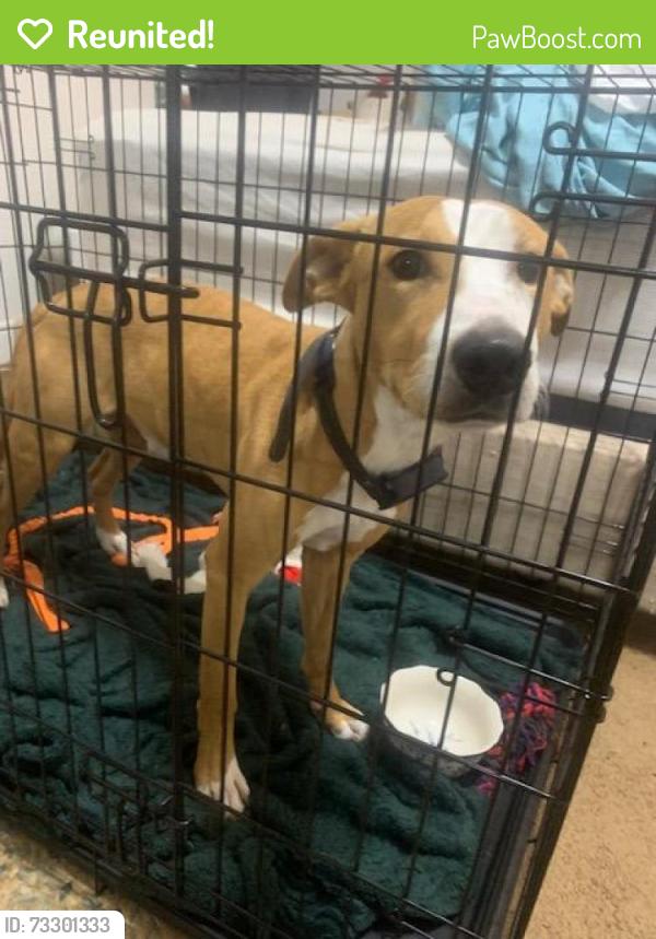 Reunited Male Dog last seen Buckingham Dr, Forney, TX, Forney, TX 75126