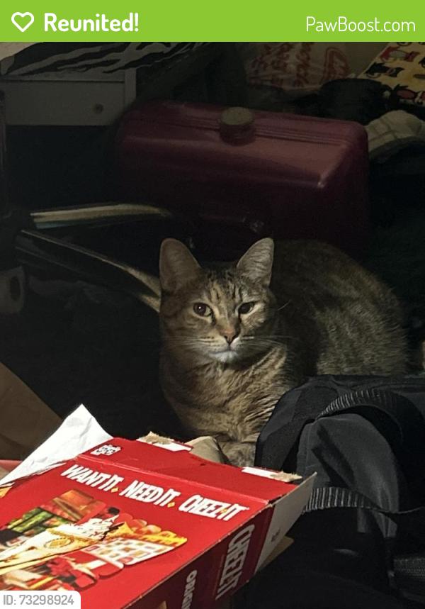 Reunited Female Cat last seen Crimson Coast Court, League City, TX 77573