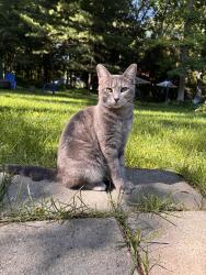 Lost Female Cat last seen Dexter and wagner, Ann Arbor, MI 48103