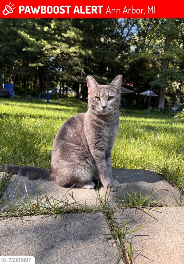 Lost Female Cat last seen Dexter and wagner, Ann Arbor, MI 48103