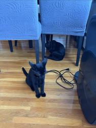 Reunited Male Cat last seen On Madison between Kitchener and Charles, Burnaby, BC V5C 3M5