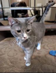 Reunited Female Cat last seen N Elm and Old Lake Jeanette Rd. Behind Atrium Health in the Brownstones, Greensboro, NC 27455