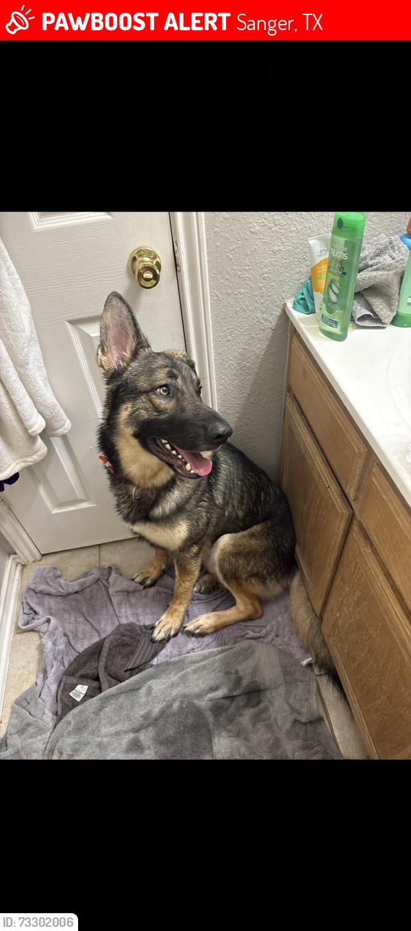 Lost Male Dog last seen Hillcrest drive and Houston, Sanger, TX 76266