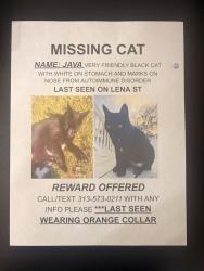 Lost Male Cat last seen Lena st st Augustine, St. Augustine, FL 32084
