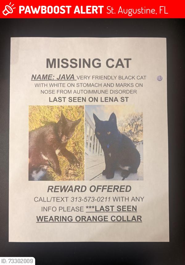 Lost Male Cat last seen Lena st st Augustine, St. Augustine, FL 32084
