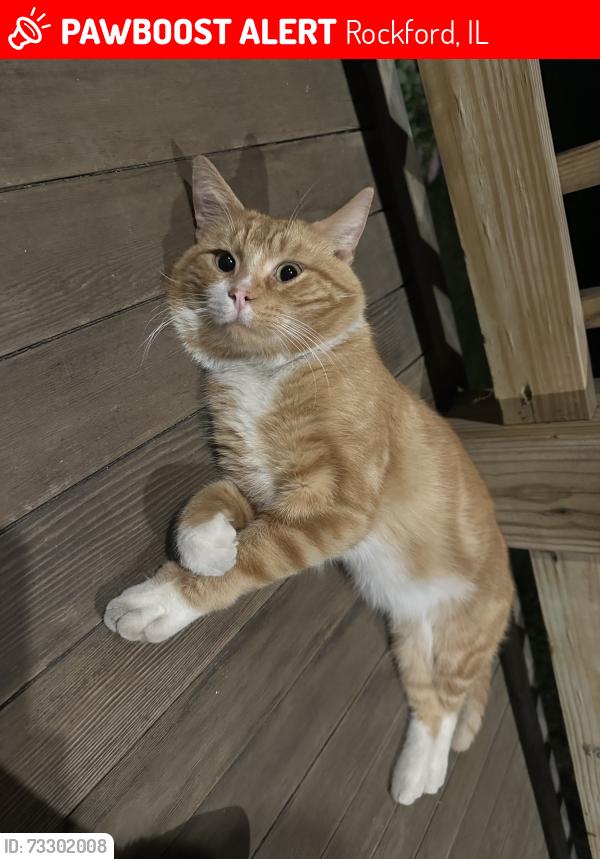 Lost Male Cat last seen Elm gate neighborhood, west riverside Walmart, Boylan high school, Rockford, IL 61103