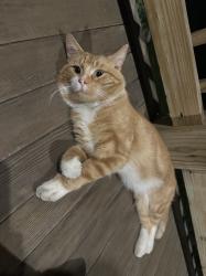 Lost Male Cat last seen Elm gate neighborhood, west riverside Walmart, Boylan high school, Rockford, IL 61103
