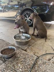 Reunited Male Dog last seen Montgomery Dr, San Antonio, TX 78239