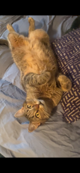 Reunited Male Cat last seen Near 4th Street & Cole Street Jersey City, Jersey City, NJ 07302
