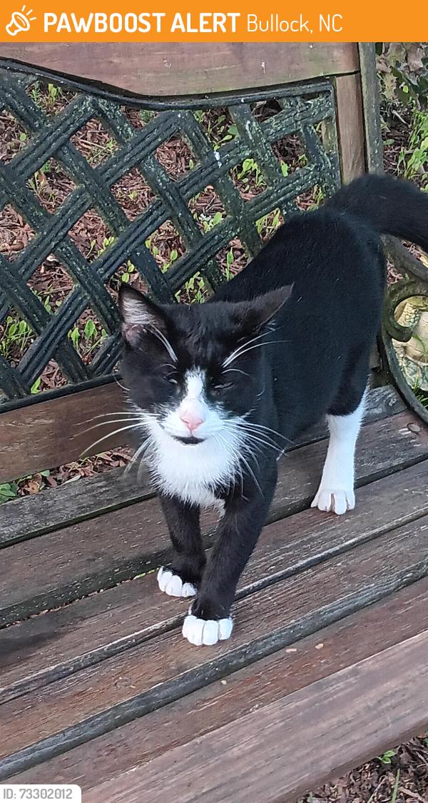 Found/Stray Male Cat last seen Herbert faucette road, Bullock, NC 27507