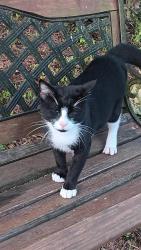 Found/Stray Male Cat last seen Herbert faucette road, Bullock, NC 27507