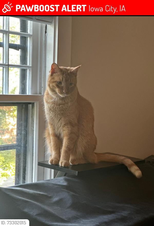Lost Male Cat last seen Middle of block on Summit between Court and Bowery, Iowa City, IA 52240