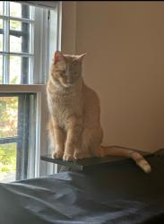 Lost Male Cat last seen Middle of block on Summit between Court and Bowery, Iowa City, IA 52240