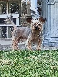 Found/Stray Male Dog last seen Godfrey Ave, Philadelphia, PA 19120