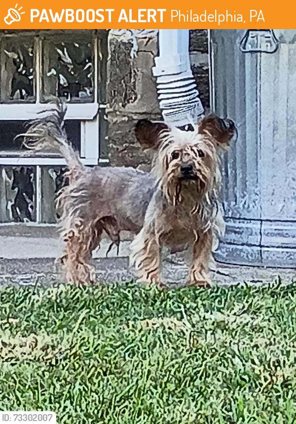 Found/Stray Male Dog last seen Godfrey Ave, Philadelphia, PA 19120