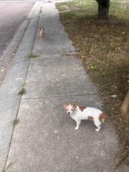 Found/Stray Unknown Dog last seen Union and Dublin area, Colorado Springs, CO 80918