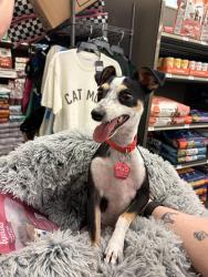 Reunited Female Dog last seen Thomason Dr, Midland, TX 79703