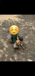Reunited Male Dog last seen Billings and E 54th ave, Denver, CO 80239