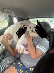 Reunited Female Dog last seen George Ave and Caroline Place, Waukegan, IL 60085