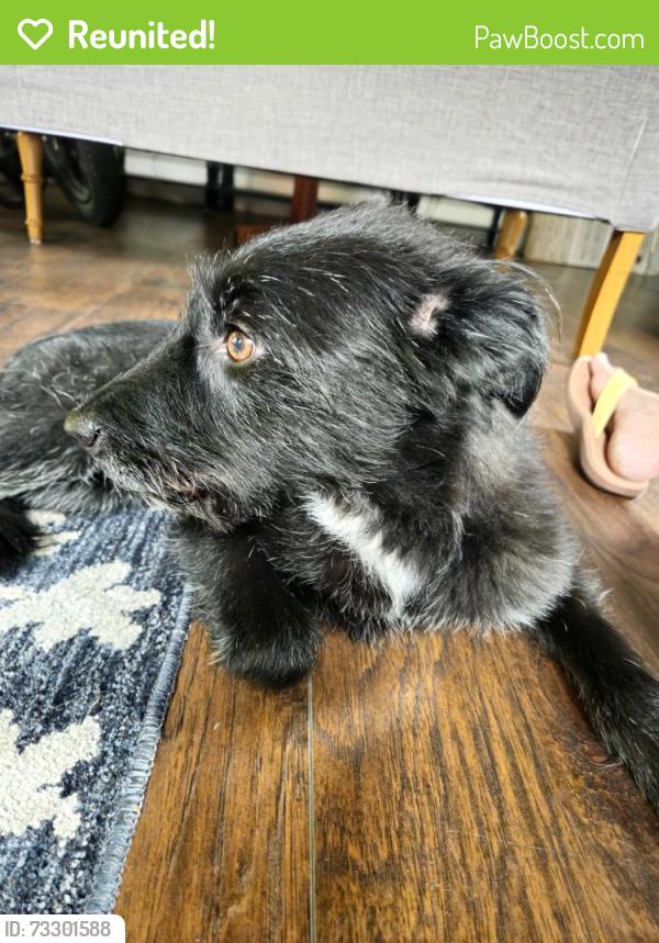 Reunited Male Dog last seen Sheridan and 44th, Mountain View, CO 80212