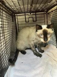 Shelter Stray Female Cat last seen Near BLK NEWPORT AVE, LONG BEACH CA 90804, 7700 E Spring St, Long Beach, CA 90815, USA