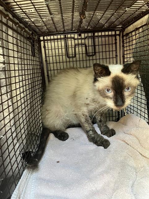 Shelter Stray Female Cat last seen Near BLK NEWPORT AVE, LONG BEACH CA 90804, 7700 E Spring St, Long Beach, CA 90815, USA