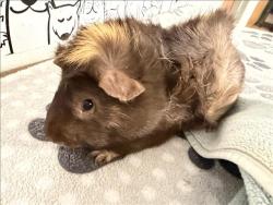 Shelter Stray Male Other last seen , 957 N Gaffey St, San Pedro, CA 90731, USA