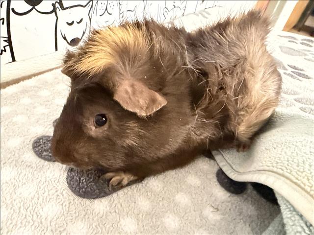 Shelter Stray Male Other last seen , 957 N Gaffey St, San Pedro, CA 90731, USA