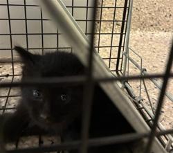 Shelter Stray Male Cat last seen Near BLOCK MAIDEN WAY, 12155 Park Blvd, Brighton, CO 80601, USA