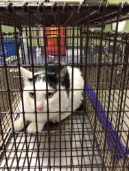 Shelter Stray Unknown Cat last seen Near BLOCK W 100TH AVE, 12155 Park Blvd, Brighton, CO 80601, USA