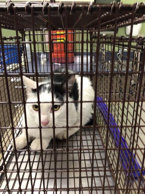 Shelter Stray Unknown Cat last seen Near BLOCK W 100TH AVE, 12155 Park Blvd, Brighton, CO 80601, USA