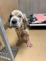 Shelter Stray Female Dog last seen 34TH ST/ELKHORN BLVD, 95660, 3839 Bradshaw Rd, Sacramento, CA 95827, USA