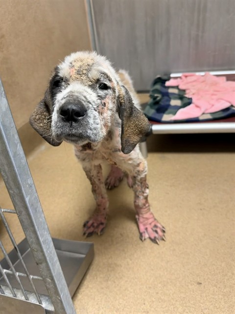 Shelter Stray Female Dog last seen 34TH ST/ELKHORN BLVD, 95660, 3839 Bradshaw Rd, Sacramento, CA 95827, USA