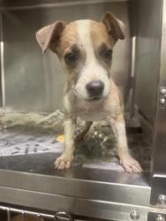 Shelter Stray Male Dog last seen Near BLOCK QUINCY ST, BAKERSFIELD CA 93306, 3951 Fruitvale Ave, Bakersfield, CA 93308, USA