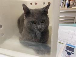 Shelter Stray Male Cat last seen Near BLOCK W HOWARD AVE, 3839 W Burnham St, West Milwaukee, WI 53215, USA