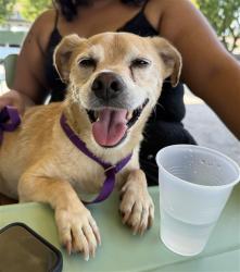 Shelter Stray Male Dog last seen Near BLOCK W POMONA AVE, 333 Chandler Pl, San Bernardino, CA 92408, USA