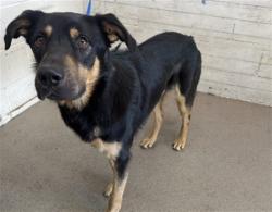 Shelter Stray Male Dog last seen Near BLOCK E EASTON AVE, 333 Chandler Pl, San Bernardino, CA 92408, USA