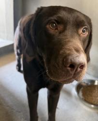 Shelter Stray Male Dog last seen MT VERNON/GRAND TERRACE, 333 Chandler Pl, San Bernardino, CA 92408, USA