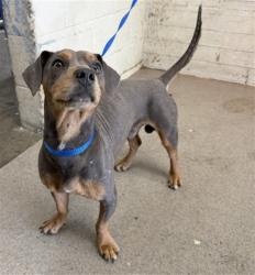 Shelter Stray Male Dog last seen Near BLOCK E WASHINGTON, 333 Chandler Pl, San Bernardino, CA 92408, USA