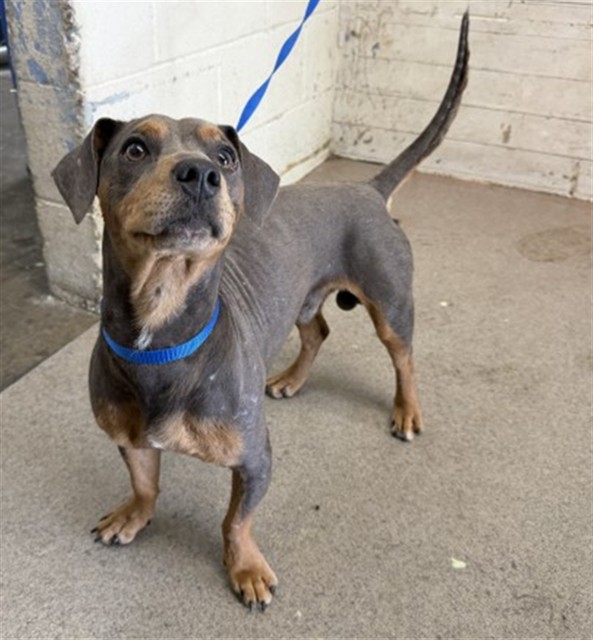 Shelter Stray Male Dog last seen Near BLOCK E WASHINGTON, 333 Chandler Pl, San Bernardino, CA 92408, USA