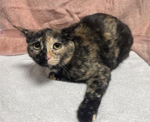 Shelter Stray Female Cat last seen , West Valley Animal Shelter, 20655 Plummer St, Chatsworth, CA 91311, USA