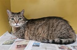 Shelter Stray Female Cat last seen , 3201 Lacy St, Los Angeles, CA 90031, USA