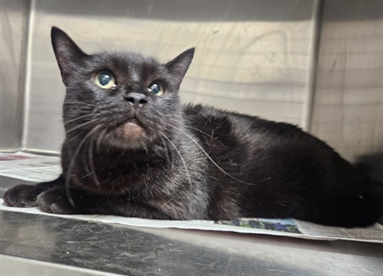 Shelter Stray Male Cat last seen , 3201 Lacy St, Los Angeles, CA 90031, USA