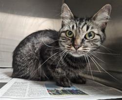 Shelter Stray Female Cat last seen , 3201 Lacy St, Los Angeles, CA 90031, USA