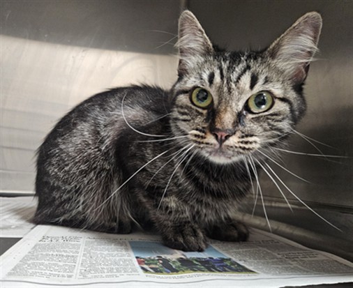Shelter Stray Female Cat last seen , 3201 Lacy St, Los Angeles, CA 90031, USA