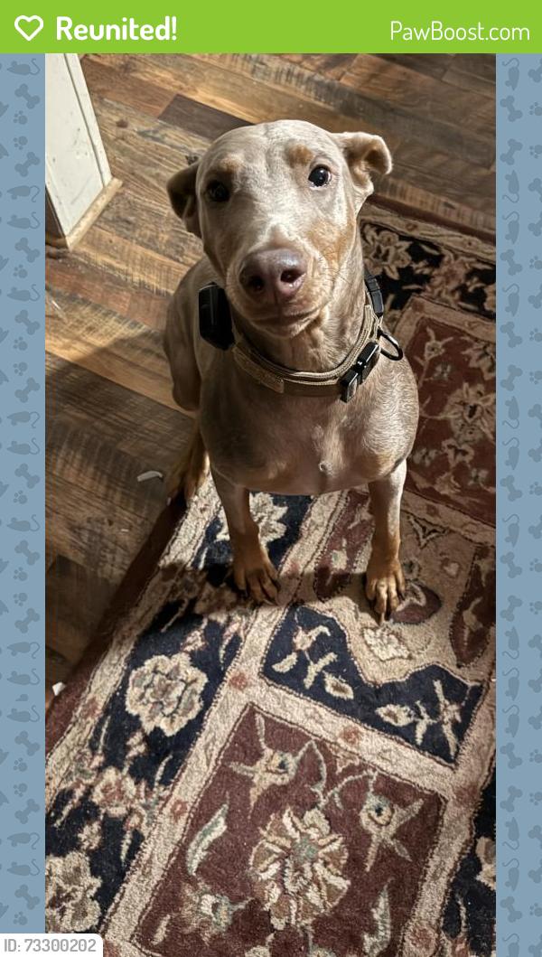 Reunited Female Dog last seen Lapwig trail, Wake Forest, NC 27587
