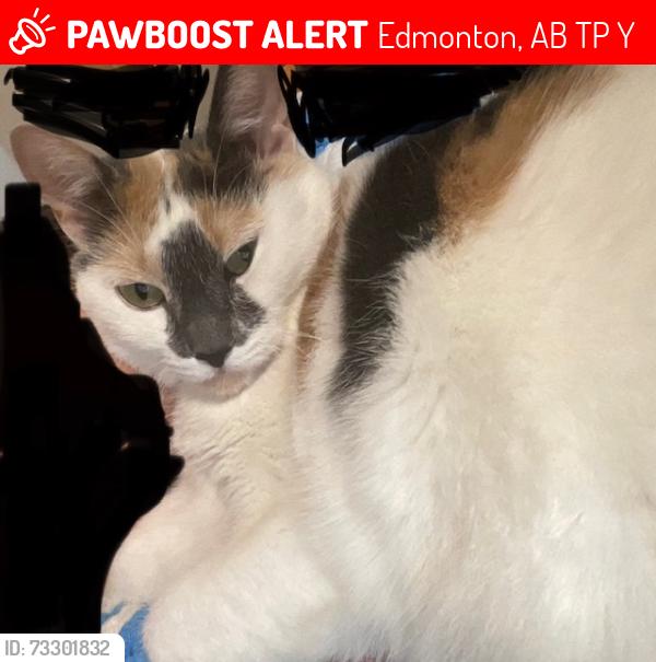 Lost Female Cat last seen Near Ave 158 St NW Britannia-Youngstown Neighbourhood, Edmonton, AB T5P 2Y1
