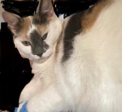 Lost Female Cat last seen Near Ave 158 St NW Britannia-Youngstown Neighbourhood, Edmonton, AB T5P 2Y1