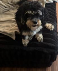 Reunited Female Dog last seen Nebraska Ave & Miami, St. Louis, MO 63118